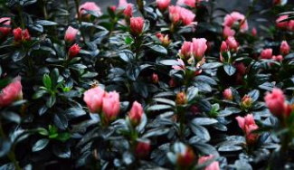 Potgronden voor de kweek van azalea en rhododendron