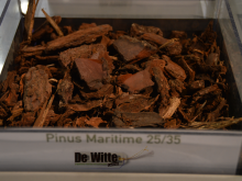 Pinus maritime schors is bruin van kleur