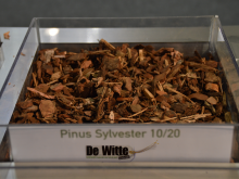 Pinus sylvester schors 10/20